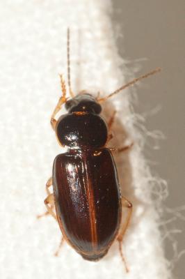  Stenolophus marginatus Dejean, 1829