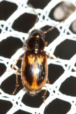  Acupalpus Latreille, 1829