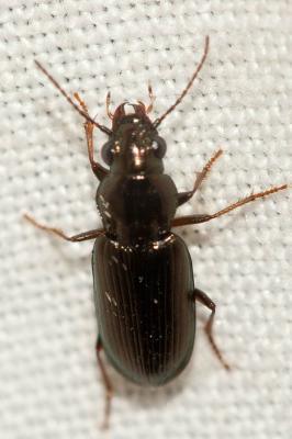  Carabidae Latreille, 1802