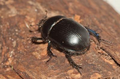 Géotrupe du fumier, Bousier Geotrupes stercorarius (Linnaeus, 1758)