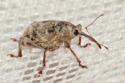  Curculio venosus (Gravenhorst, 1807)