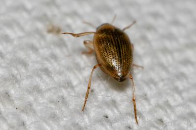  Haliplus Latreille, 1802