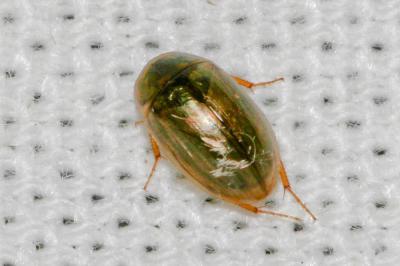  Enochrus Thomson, 1859