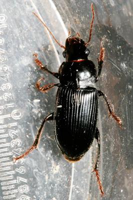  Pseudoophonus calceatus (Duftschmid, 1812)