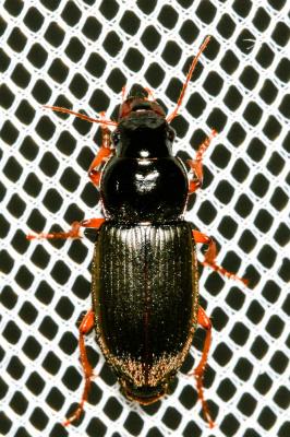  Pseudoophonus rufipes (De Geer, 1774)