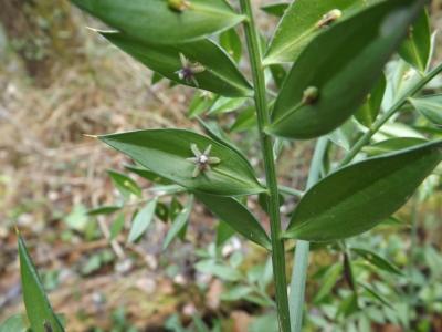 Fragon, Petit houx, Buis piquant Ruscus aculeatus L., 1753