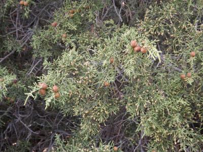 Genevrier de phoenicie, Lycien Juniperus phoenicea L., 1753