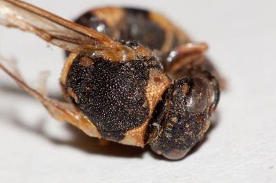  Euodynerus posticus (Herrich-Schäffer, 1841)