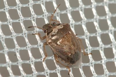  Eysarcoris ventralis (Westwood, 1837)