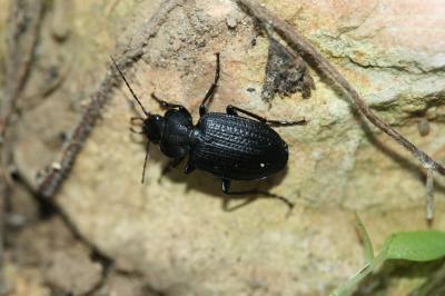  Licinus punctatulus (Fabricius, 1792)