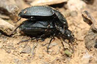  Licinus punctatulus (Fabricius, 1792)