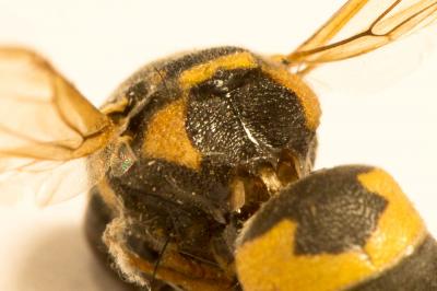  Euodynerus posticus (Herrich-Schäffer, 1841)