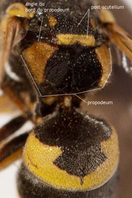  Euodynerus posticus (Herrich-Schäffer, 1841)