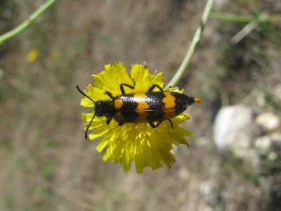 Mylabre variable Mylabris variabilis (Pallas, 1781)
