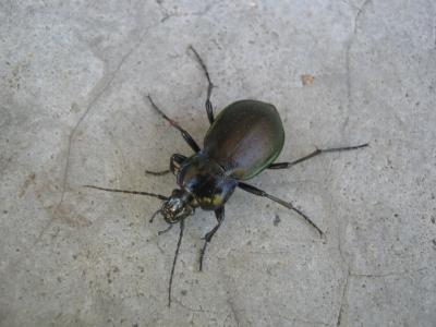Carabe des bois Carabus nemoralis O.F. Müller, 1764