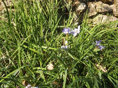 Iris d'Algérie Iris unguicularis Poir., 1789