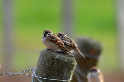 Moineau friquet Passer montanus (Linnaeus, 1758)