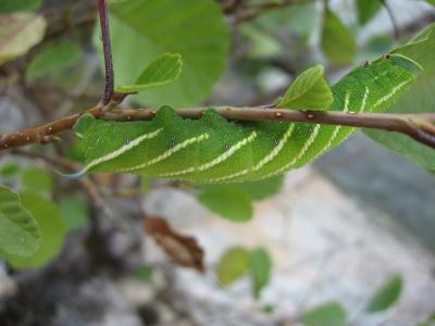 Sphinx demi-paon Smerinthus ocellatus (Linnaeus, 1758)