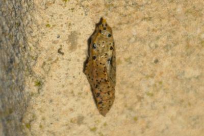 Piéride du Chou (La), Grande Piéride du Chou (La), Pieris brassicae (Linnaeus, 1758)