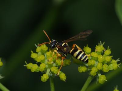  Gorytes pleuripunctatus (A. Costa, 1859)