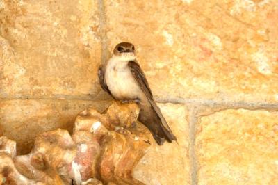 Hirondelle de rochers Ptyonoprogne rupestris (Scopoli, 1769)