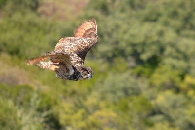 Grand-duc d'Europe Bubo bubo (Linnaeus, 1758)