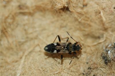  Beosus maritimus (Scopoli, 1763)