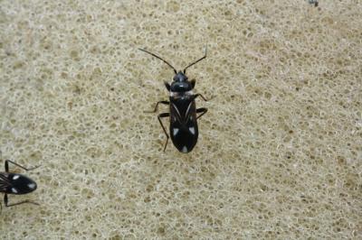  Raglius alboacuminatus (Goeze, 1778)