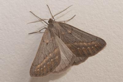 Hibernie enfumée (L') Chemerina caliginearia (Rambur, 1833)