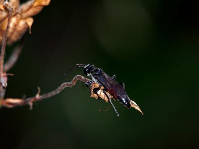  Sphex funerarius Gussakovskij, 1934