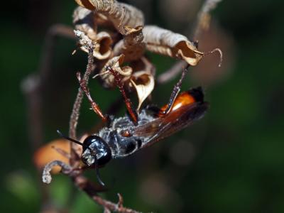  Sphex funerarius Gussakovskij, 1934
