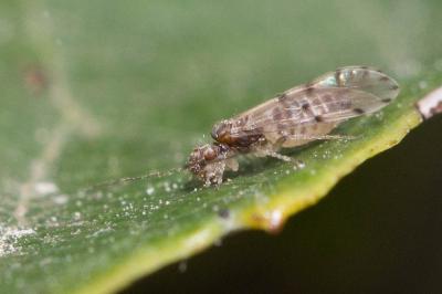  Ectopsocus petersi Smithers, 1978