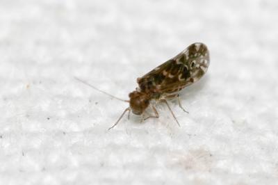  Peripsocus alboguttatus (Dalman, 1823)