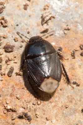  Geotomus punctulatus (A. Costa, 1847)
