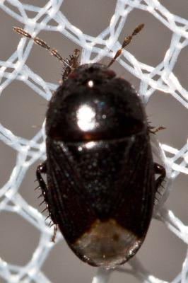  Geotomus Mulsant & Rey, 1866