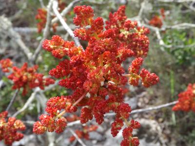 Pistachier térébinthe, Pudis Pistacia terebinthus L., 1753