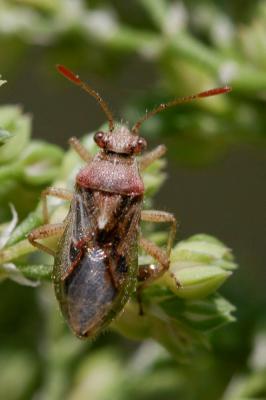  Rhopalus lepidus Fieber, 1861