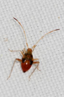  Megacoelum infusum (Herrich-Schäffer, 1837)