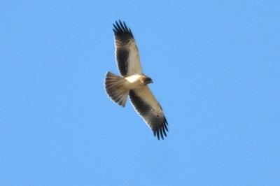 Aigle botté Hieraaetus pennatus (Gmelin, 1788)