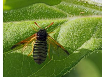  Abia sericea (Linnaeus, 1767)