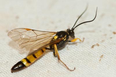  Ichneumon xanthorius Forster, 1771