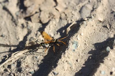  Batozonellus lacerticida (Pallas, 1771)