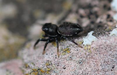  Heliophanus C. L. Koch, 1833