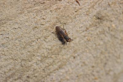  Pherbellia cinerella (Fallén, 1820)