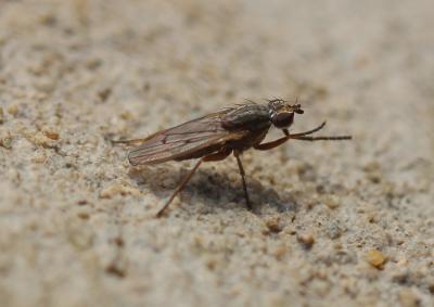  Pherbellia cinerella (Fallén, 1820)
