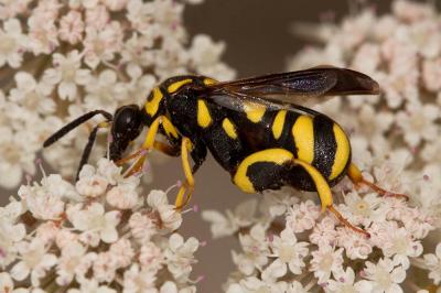  Leucospis gigas Fabricius, 1793