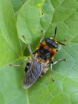  Stratiomys longicornis (Scopoli, 1763)