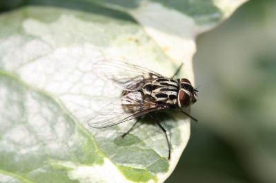  Graphomya maculata (Scopoli, 1763)