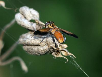  Trichopoda pennipes (Fabricius, 1781)