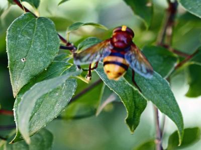 Volucelle zonée Volucella zonaria (Poda, 1761)